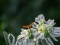 Fly orange orchid insects white flower collects nectar summer blurred background sunny nature lives triumphs Eristalis tenax