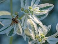 Fly orange orchid insects white flower collects nectar summer blurred background sunny nature lives triumphs Eristalis tenax