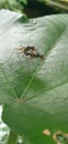 insect pair is mating on a green leaf