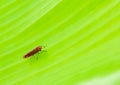 Insect Royalty Free Stock Photo