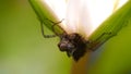 The Insect Perched White Lotus