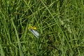 The insect pest American white butterfly, Black-veined White, Aporia crataegi or Hyphantria cunea on the yellow flower Royalty Free Stock Photo