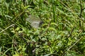 The insect pest American white butterfly, Black-veined White, Aporia crataegi or Hyphantria cunea on the yellow flower Royalty Free Stock Photo