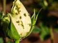 Insect pest green aphid on the petals of a white rose. Royalty Free Stock Photo