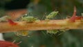 Insect pest, green aphid on a rose stem. Green beetle parasitic, aphid. Pests damage the plant and spread diseases Royalty Free Stock Photo
