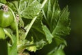 Insect pests. Aphid and ants on green shoot devouring and damaging plant. Insecticidal treatment. Copy space Royalty Free Stock Photo