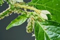 Insect pests, aphid, on the shoots and fruits of plants, Spider mite on flowers. Pepper attacked by malicious insects