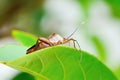 Insect pests are insects that eat insects together as food. Royalty Free Stock Photo