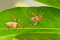 Insect pests are insects that eat insects together as food. Royalty Free Stock Photo