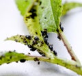 Insect pests, sour cherry leaf attacked by malicious insects