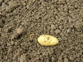 Insect pests: wireworm beetle larvae lat. Elateridae and potatoes