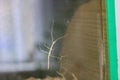 Insect Phasmatidae sitting on a glass of terarium