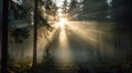 Enchanting Sunrise In A Forest: Captivating Nature Photography