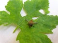 Insect Photography - Macro shot of a horse fly tabanus bovinus on green leaf, Insect isolated Royalty Free Stock Photo