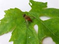 Insect Photography - Macro shot of a horse fly tabanus bovinus on green leaf, Insect isolated Royalty Free Stock Photo