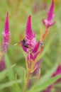 Insect on pink flower Royalty Free Stock Photo