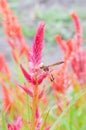 Insect on pink flower Royalty Free Stock Photo