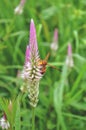 Insect on pink flower Royalty Free Stock Photo