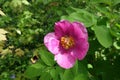 Insect and pink flower of paeonia daurica