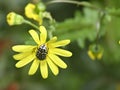 Insect plant pollinator