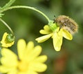 Insect plant pollinator