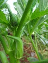 Insect on pod of okra plant - Ant