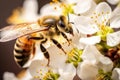 Insect pollen garden nature green spring flower macro bee pollination blossom honey