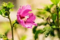 Insect pollinated flower after the rain