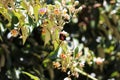 Insect pollinating flowers in nature.