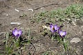 Insect pollinating light violet flowers of Crocus tommasinianus Royalty Free Stock Photo