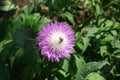 Insect pollinating single flower of Centaurea dealbata in May