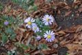 Insect pollinating violet flowers of Michaelmas daisies