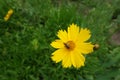 Insect pollinating yellow flower of Coreopsis lanceolata Royalty Free Stock Photo