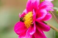 Insect pollination. Bee head covered in pollen. Selective focus nature image Royalty Free Stock Photo