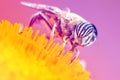 Insect pollination yellow background color Royalty Free Stock Photo