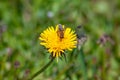 Insect is a pollinator, a bee collects pollen on spring flowers of honey plants. Cute workaholic on yellow dandelion in Royalty Free Stock Photo