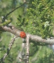 Ladybug insect has a semispherical body with red elytra dotted with black spots perched on the branch of a pine tree Royalty Free Stock Photo