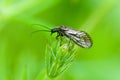 Insect portrait alder fly