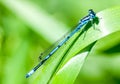 Insect portrait azure damselfly