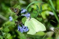 Insect portrait brimstone butterfly