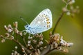 Insect portrait common blue butterfly