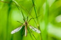 Insect portrait crane-fly