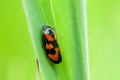 Insect portrait froghopper Royalty Free Stock Photo