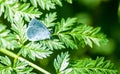 Insect portrait holly blue