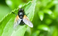 Insect portrait hoverfly Royalty Free Stock Photo