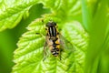 Insect portrait hoverfly Royalty Free Stock Photo