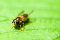 Insect portrait hoverfly Royalty Free Stock Photo