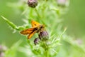 Insect portrait large skipper butterfly