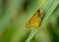 Insect portrait large skipper butterfly Royalty Free Stock Photo