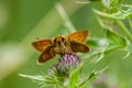 Insect portrait large skipper butterfly